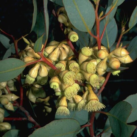 Eucalyptus goniantha unspecified picture