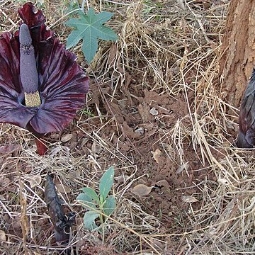 Amorphophallus mossambicensis unspecified picture