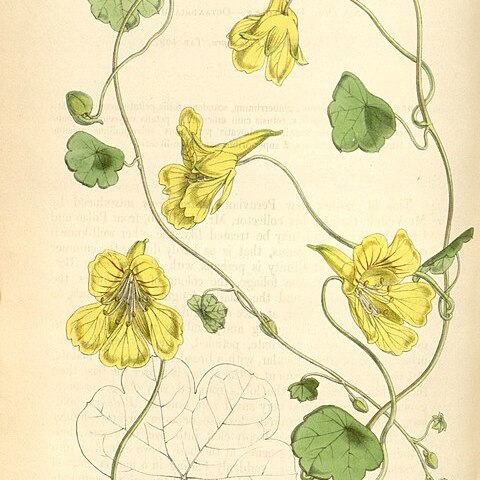 Tropaeolum crenatiflorum unspecified picture