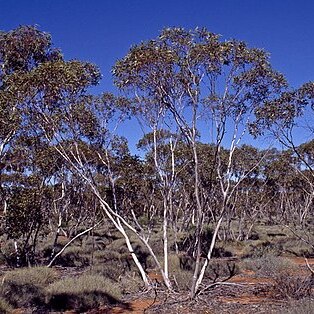 Eucalyptus cyclostoma unspecified picture