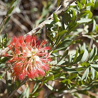 Melaleuca macronychia unspecified picture