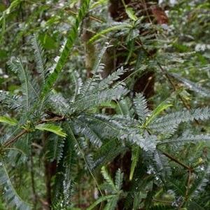 Phyllanthus balgooyi unspecified picture