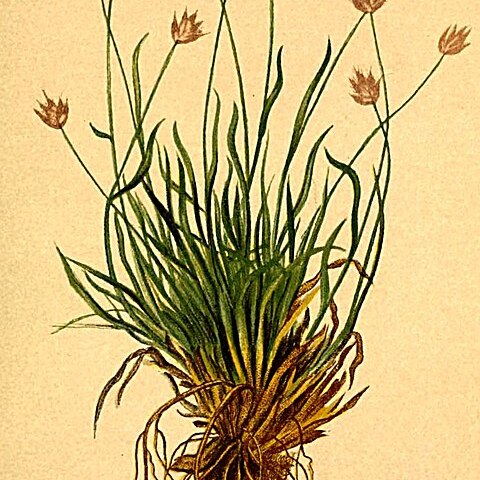 Sesleria ovata unspecified picture