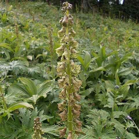 Aconitum sajanense unspecified picture