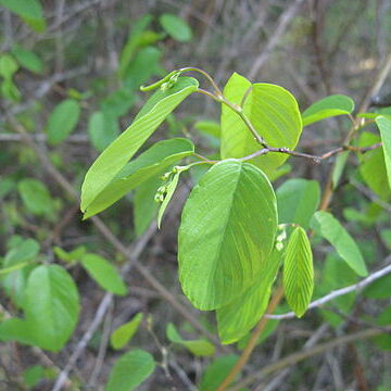 Berchemia scandens unspecified picture