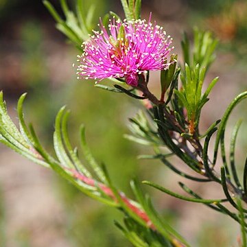 Melaleuca parviceps unspecified picture