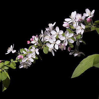 Malus floribunda unspecified picture