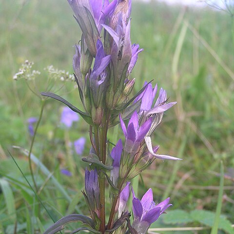 Gentianella bohemica unspecified picture