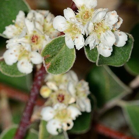 Cotoneaster nummularius unspecified picture