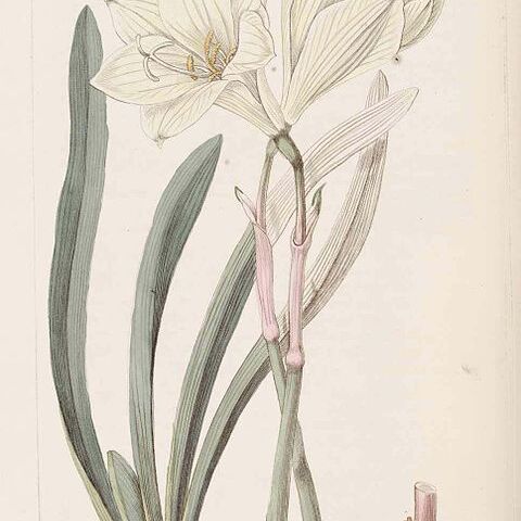 Zephyranthes concolor unspecified picture