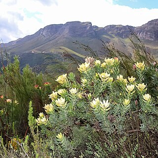 Leucadendron daphnoides unspecified picture