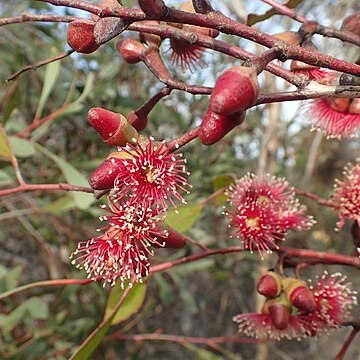 Eucalyptus cernua unspecified picture