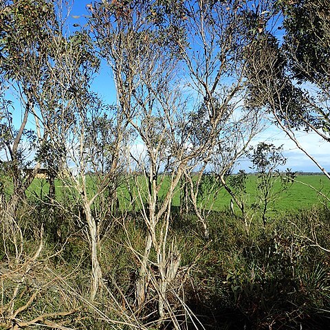 Eucalyptus adesmophloia unspecified picture