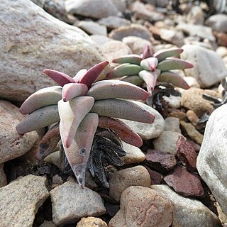 Crassula congesta subsp. laticephala unspecified picture