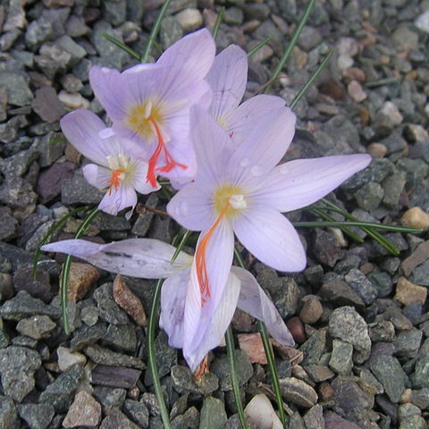 Crocus tournefortii unspecified picture