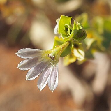 Scaevola glabrata unspecified picture