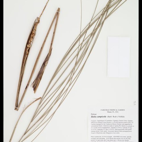 Butia campicola unspecified picture