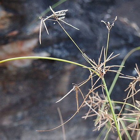 Cyperus dactylotes unspecified picture