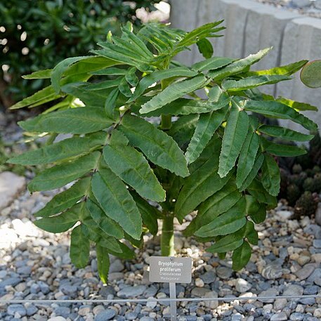 Kalanchoe prolifera unspecified picture