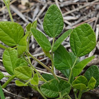 Desmodium molliculum unspecified picture