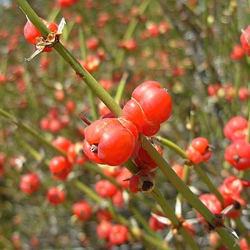 Ephedra ochreata unspecified picture