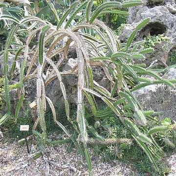 Leptocereus quadricostatus unspecified picture