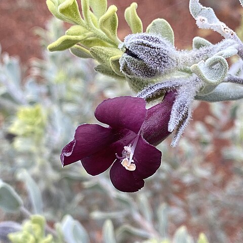 Eremophila muelleriana unspecified picture