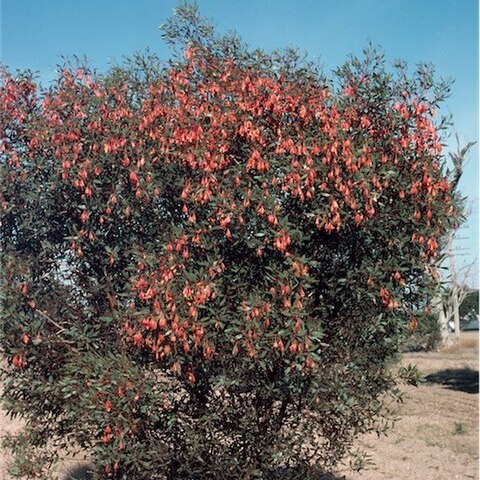 Eucalyptus dolichorhyncha unspecified picture