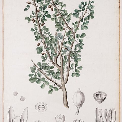 Commiphora gileadensis unspecified picture