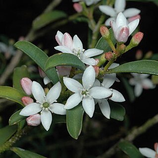 Philotheca myoporoides subsp. acuta unspecified picture