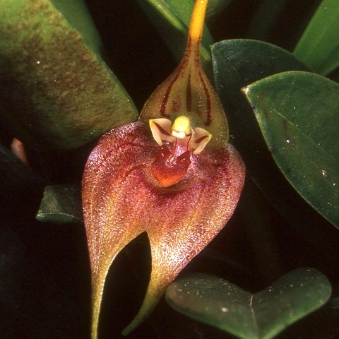 Masdevallia pachyantha unspecified picture