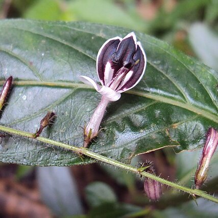 Andrographis atropurpurea unspecified picture