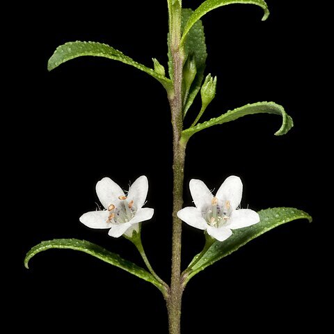 Myoporum caprarioides unspecified picture