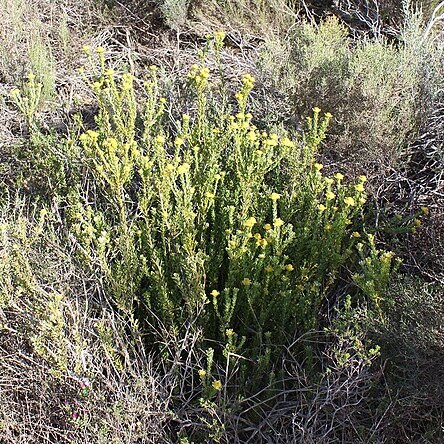 Leucadendron coriaceum unspecified picture