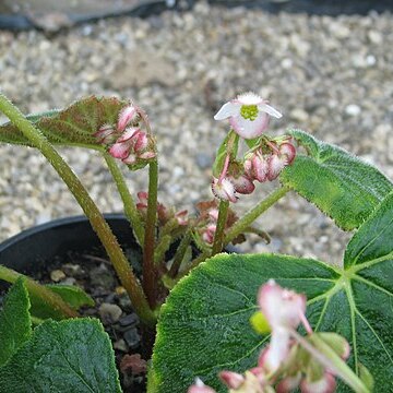 Begonia labordei unspecified picture