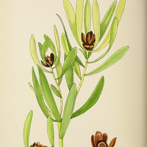 Leucadendron microcephalum unspecified picture