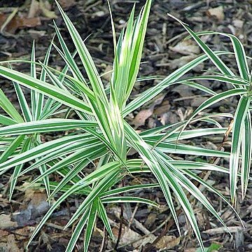 Carex phyllocephala unspecified picture