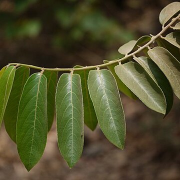 Casearia tomentosa unspecified picture