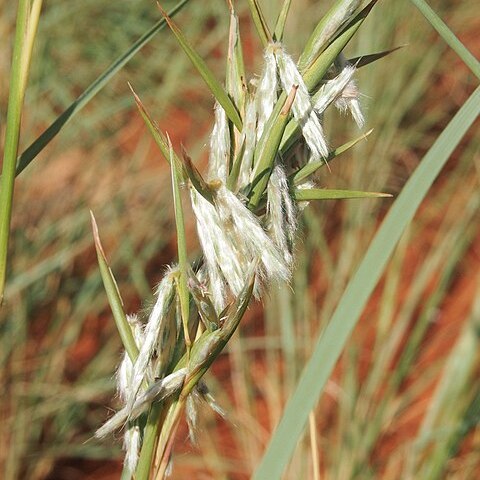 Cymbopogon obtectus unspecified picture