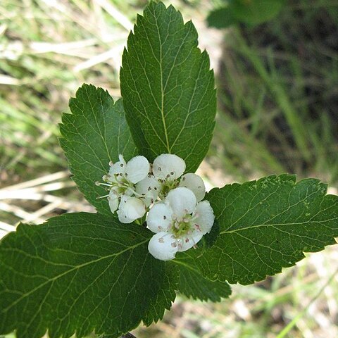 Crataegus suksdorfii unspecified picture