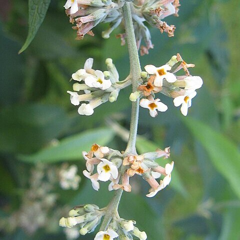 Buddleja paniculata unspecified picture