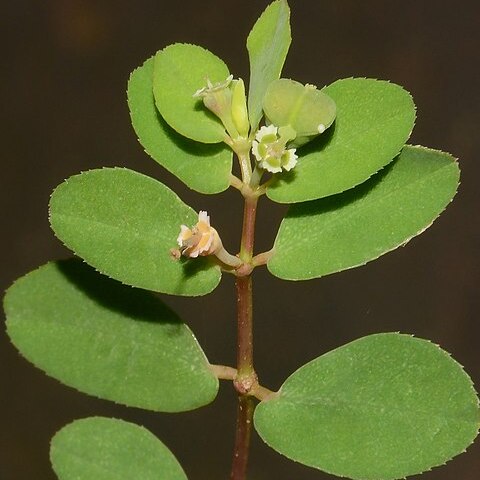 Euphorbia erythroclada unspecified picture