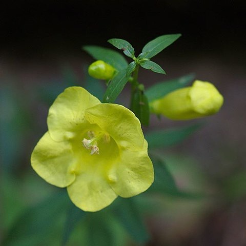 Aureolaria laevigata unspecified picture