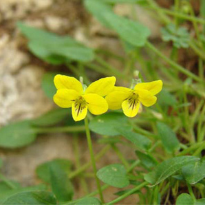 Viola guadalupensis unspecified picture