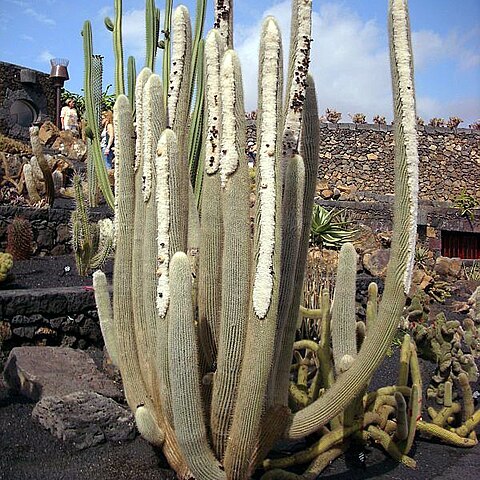 Micranthocereus albicephalus unspecified picture