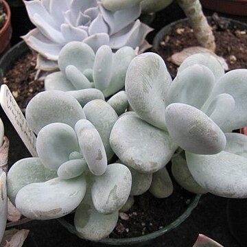 Pachyphytum werdermannii unspecified picture