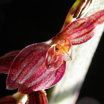 Acianthera crepiniana unspecified picture