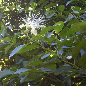 Capparis arborea unspecified picture