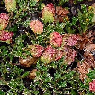 Dodonaea procumbens unspecified picture