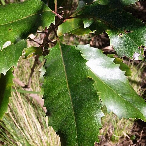 Lomatia arborescens unspecified picture